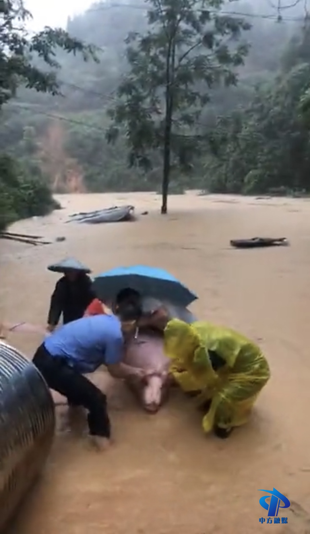 中方：养猪场变成“游泳池” 民警帮助群众转移财产