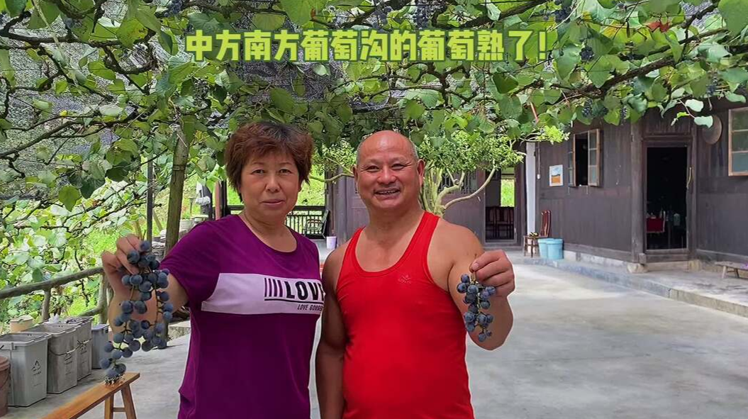 中方县南方葡萄沟的葡萄熟了