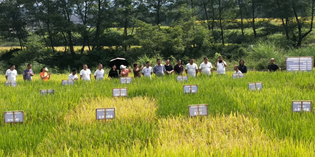 中方县农业农村局、财政局召开低镉水稻品种现场观摩会