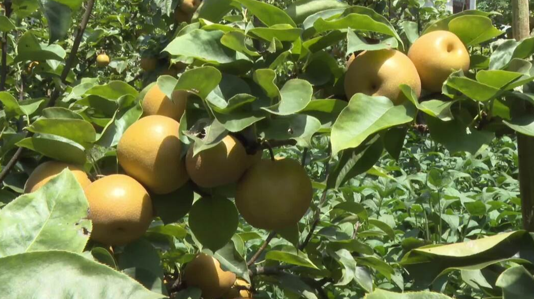 建设四城两区  启航全新征程|特色农业篇：中方金秋梨结出”金果实“！