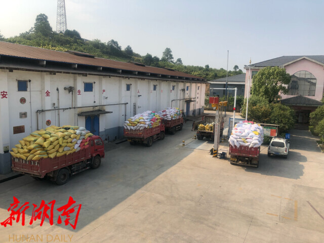湖南日报︱中方县收购粮食100余万公斤，在怀化市率先完成储备粮收购任务