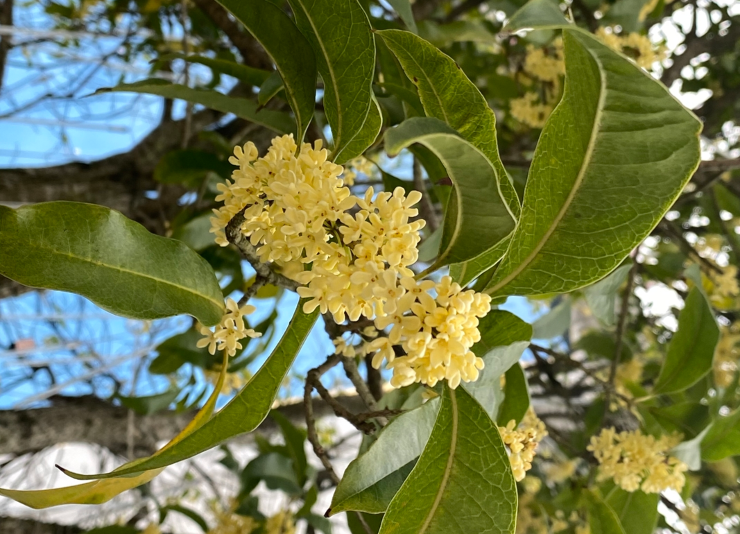 中方：深秋桂花香飘远