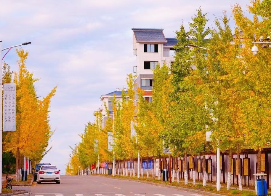 走在中方银杏路上 你想起了谁？