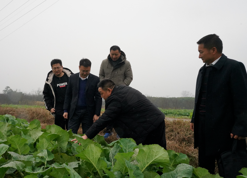 迎战冰雪|中方组织农技人员深入田间指导防冻抗灾