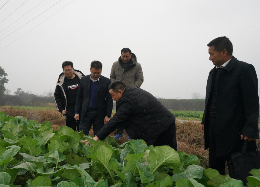 图集｜中方组织农技人员深入田间指导防冻抗灾