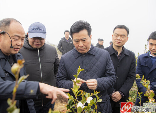 黎春秋在芷江和中方县调研油茶产业发展时要求 推进油茶林抚育和改造 发展壮大富民产业
