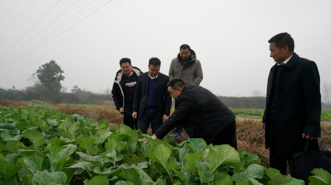 干货：冰雪过后油菜的管护措施