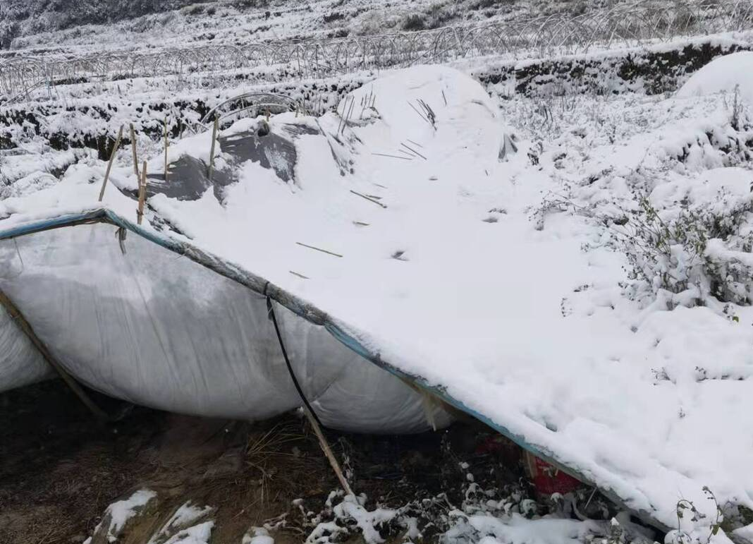 图集|中方沅溪村：积雪造成30余个蔬菜大棚坍塌