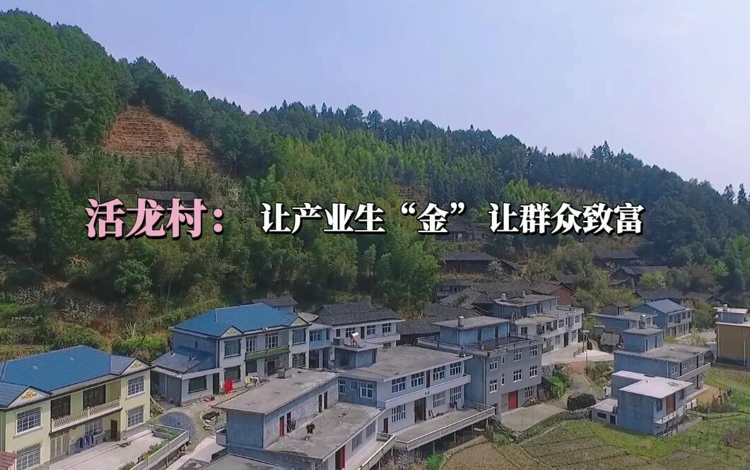 我们的小康生活|活龙村：让产业生“金”让群众致富