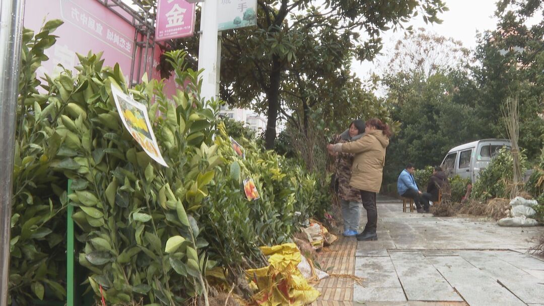 一起向未来|人勤春来早：中方县苗木市场购销两旺