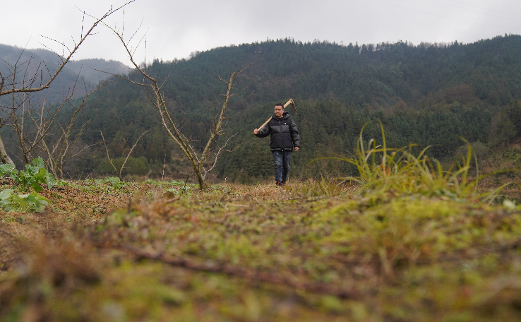 我们的小康生活｜种植大户杨忠海山头春耕忙