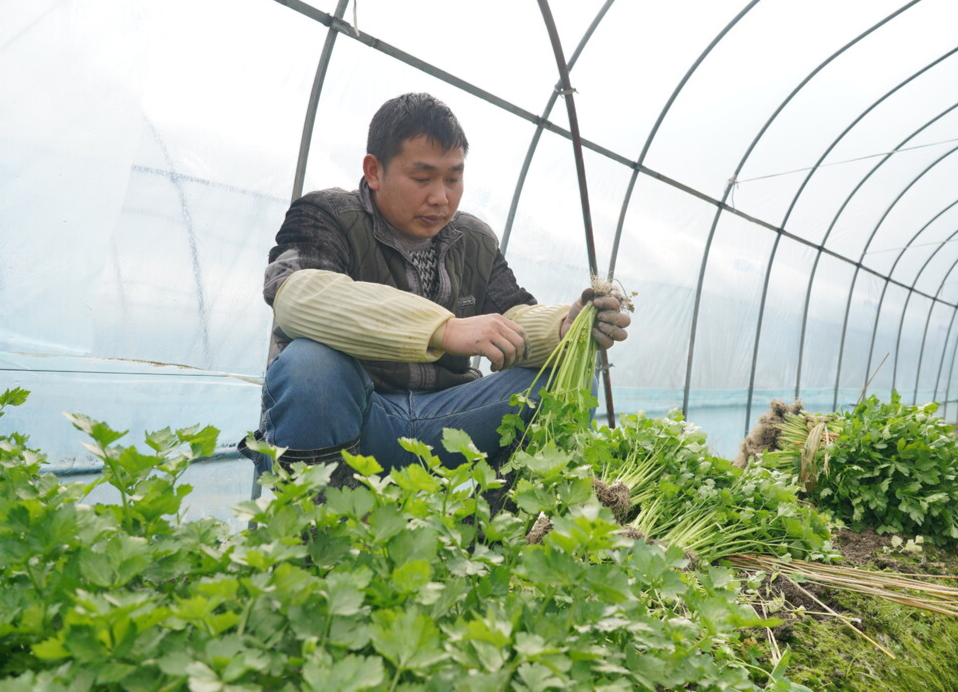一起向未来|人勤春来早：中方荆坪蔬菜采收忙
