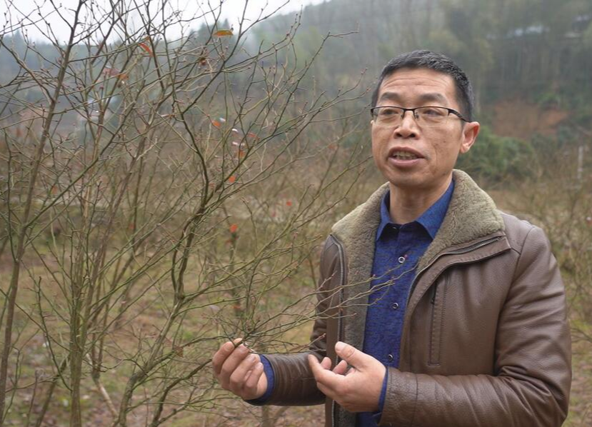 希望的田野|中方：蓝莓冒花蕾 村民春耕忙