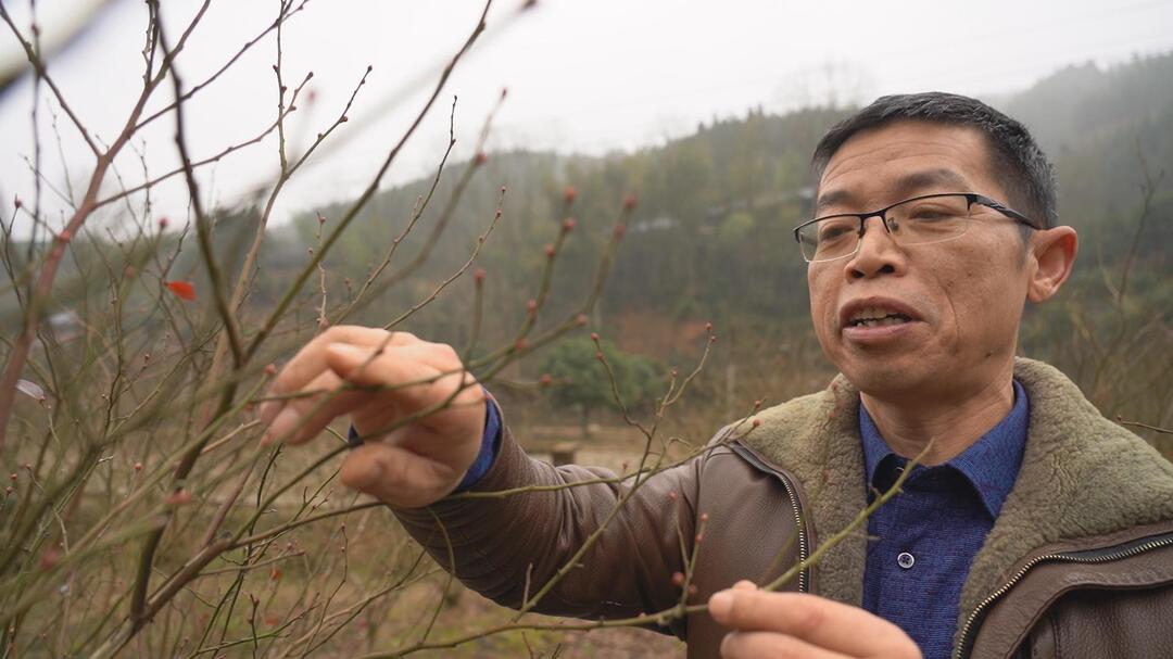 怀化中方:蓝莓冒花蕾 村民春耕忙