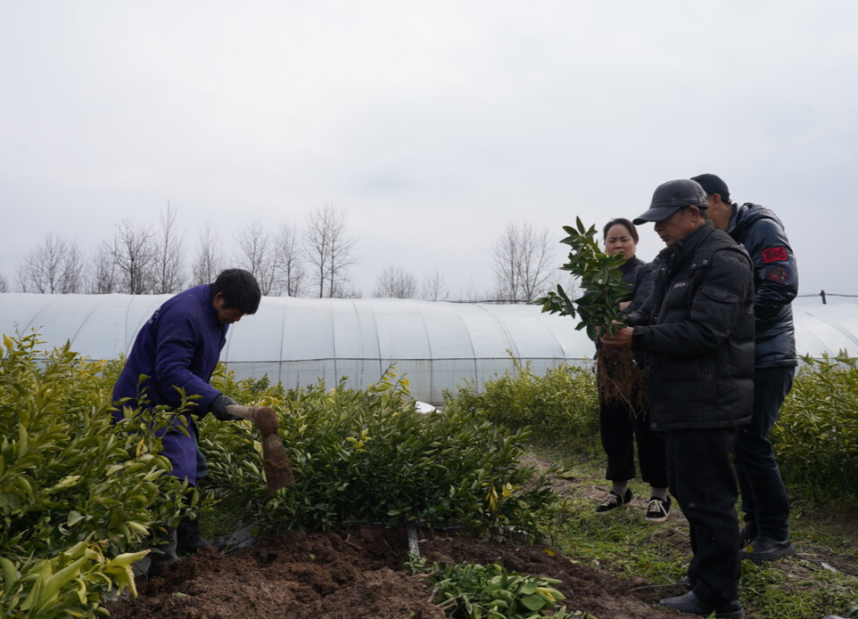 希望的田野|中方：苗圃基地苗木俏销