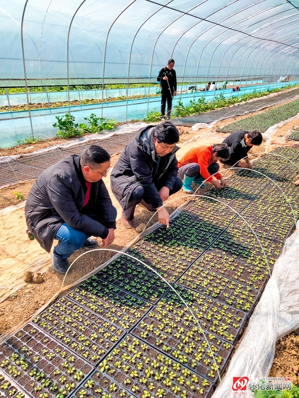 党建引领启新程 不负春光向未来——中方县新建镇发挥党员示范带头作用助力乡村振兴工作纪实