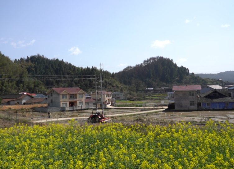 怀化中方：希望的田野|政策利好干劲足 复耕荒田变好田——种粮大户蒲生国春耕忙