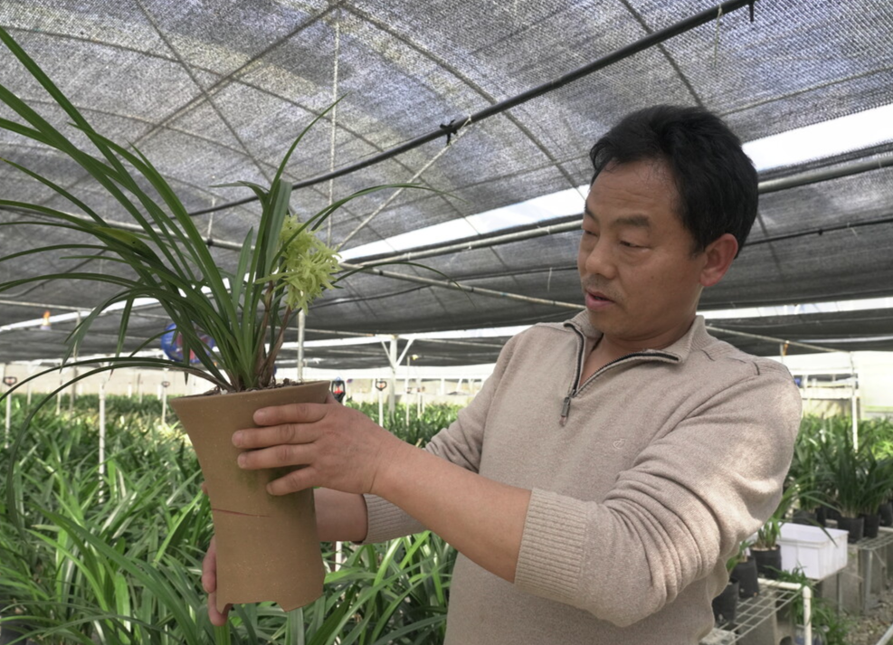 希望的田野|中方：精管勤细作  深谷兰幽香