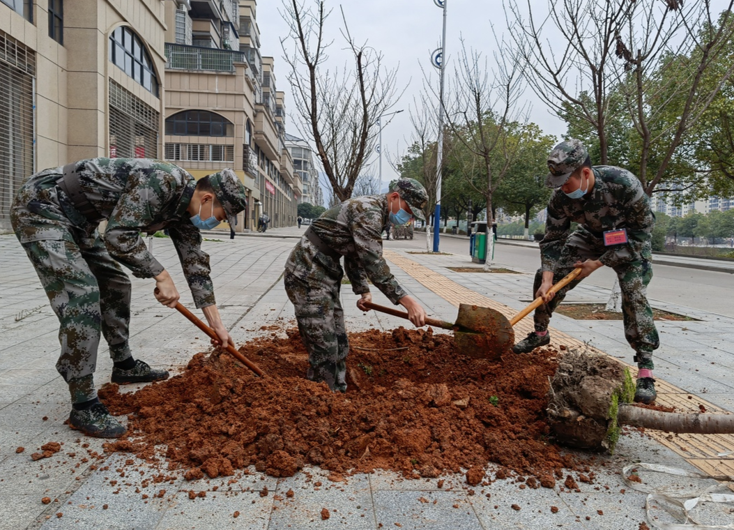 县人武部：四十名预定新兵参加植树活动