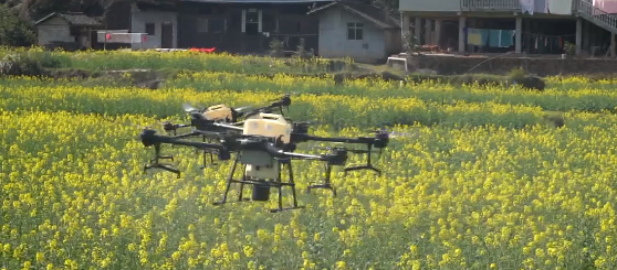 中方：油菜“飞防”作业促丰收