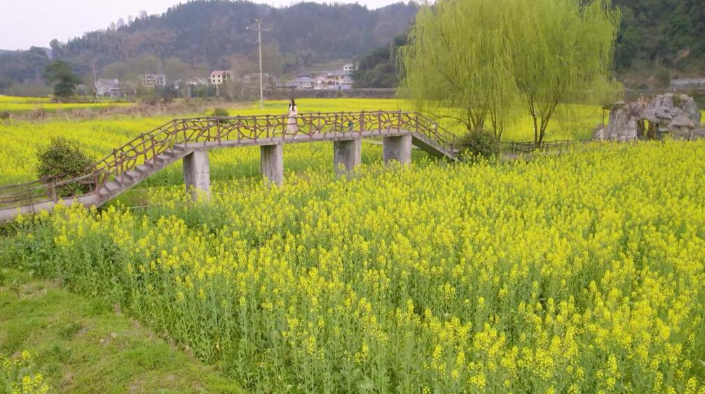 大美中方！油菜花开香满田