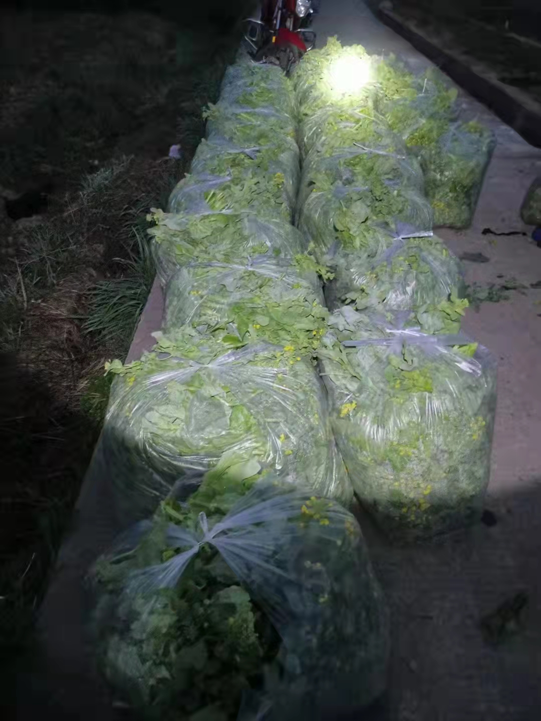 新建镇新建村：大棚蔬菜种植基地正式生产运营