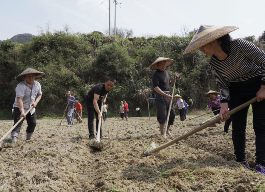 中方：中药材产业带来一条“振兴”路