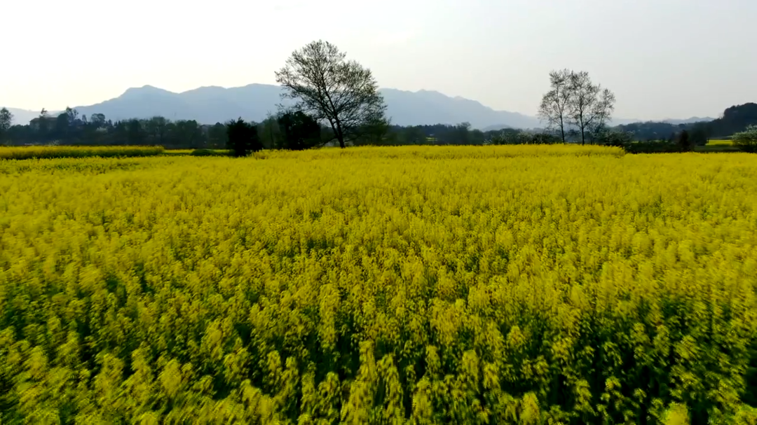 中方：十万亩油菜花开美如画