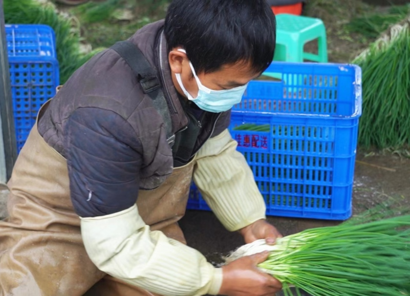 中方荆坪：疫情防控蔬菜生产“两不误”