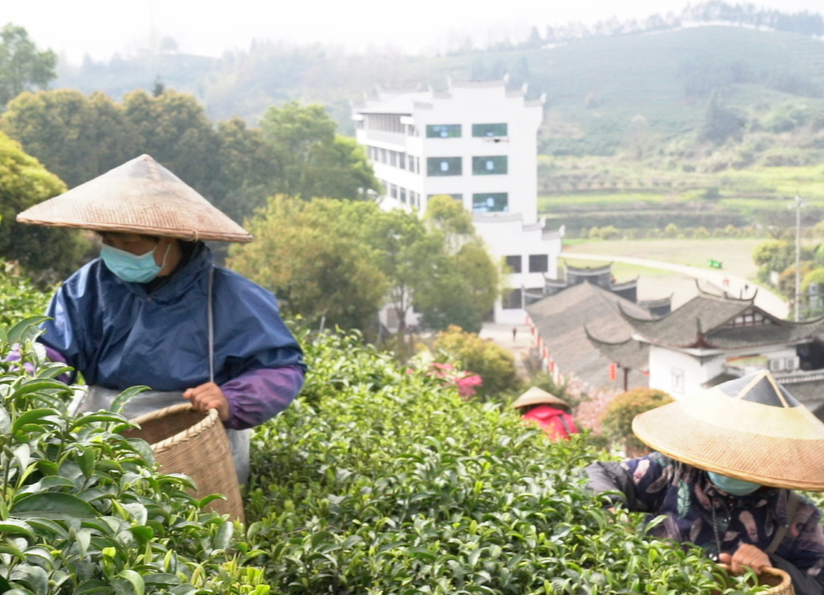 希望的田野|中方:茶厂有序复工 春茶生产“不耽误”