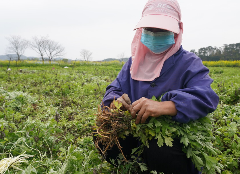 一起向未来|中方：艾叶种植成为1186名农户增收新渠道