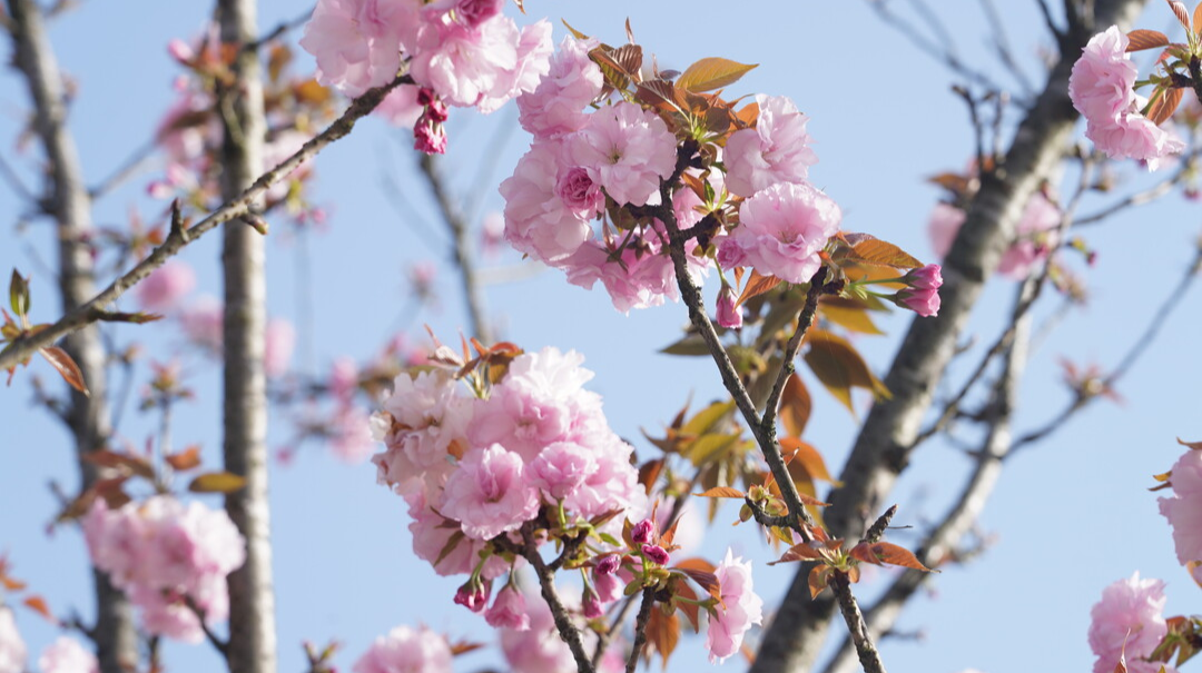 中方：生态美城樱花绽放春意浓