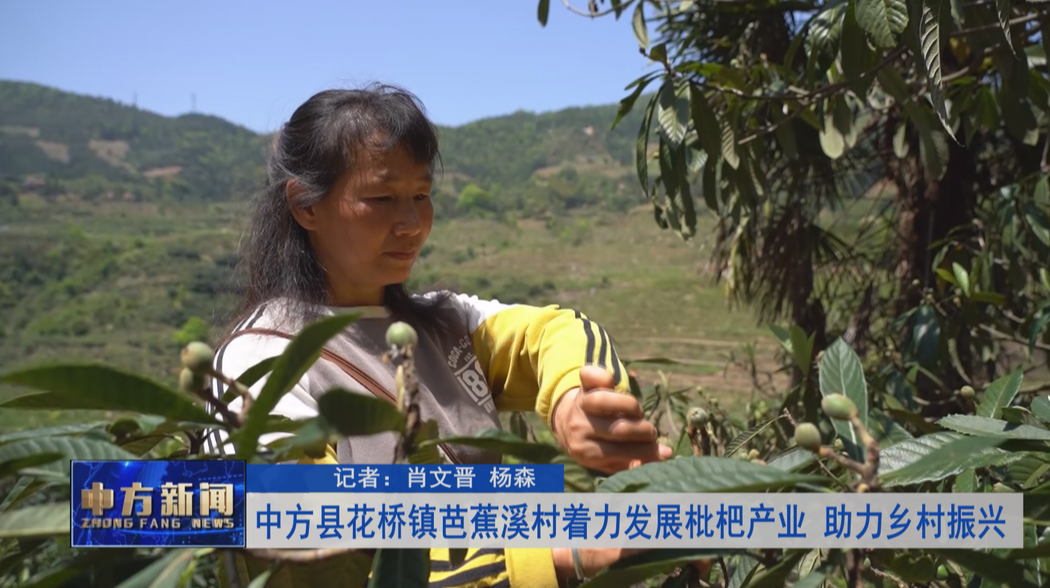 中方县花桥镇芭蕉溪村着力发展枇杷产业 助力乡村振兴