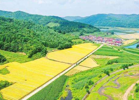 全面推进乡村振兴，各地这样干