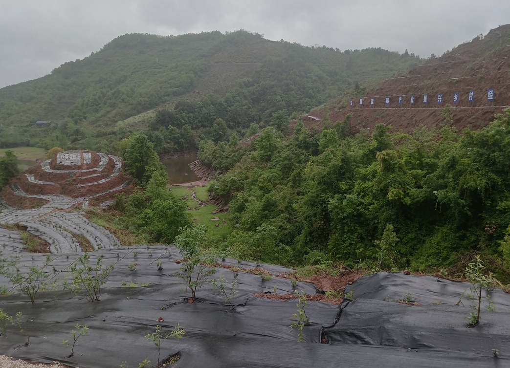 希望的田野|中方县： 产业带头人蓝莓基地“取经”忙