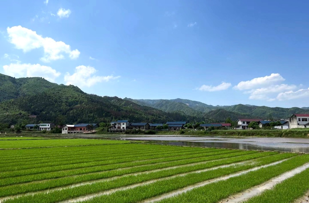 希望的田野|中方县抛荒耕地焕生机 牢牢抓紧“粮袋子”