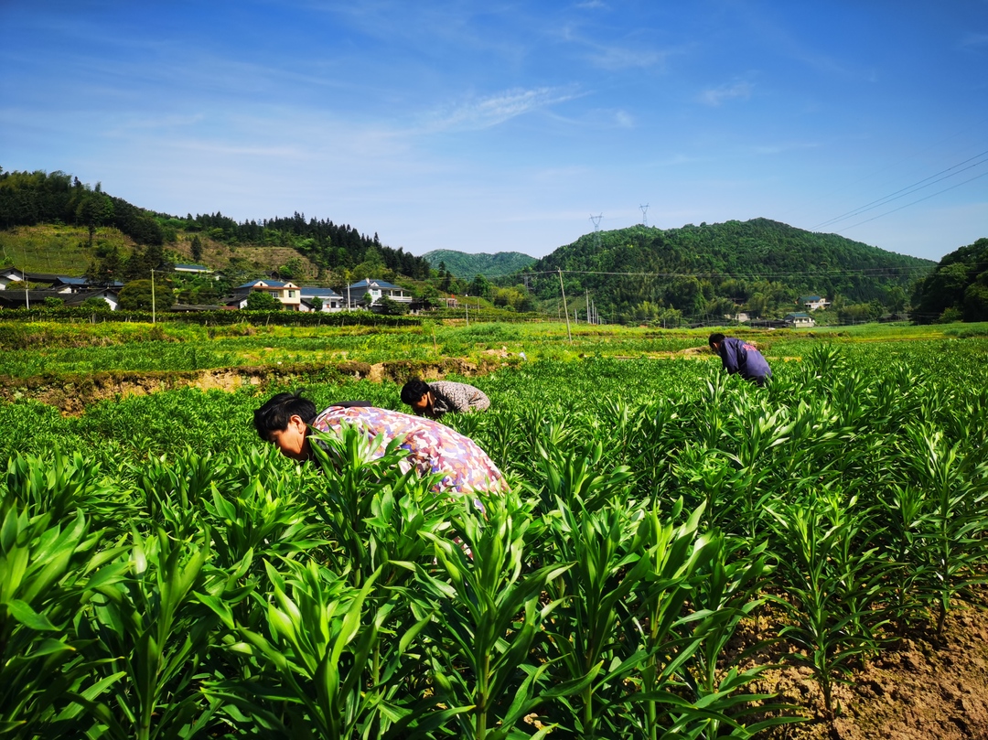 672008年康润农业在中方县引入种植龙牙百合