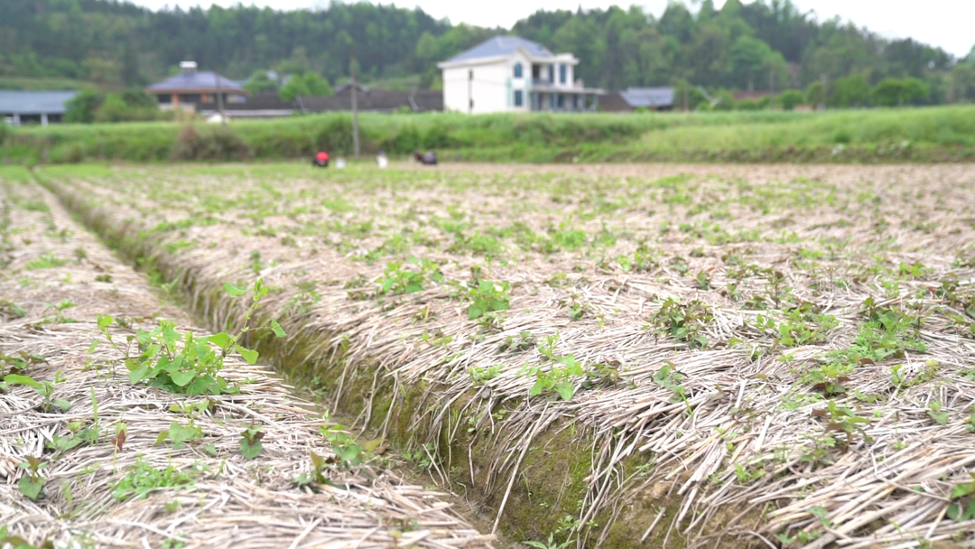 希望的田野｜春暖大地  黑禾田村鱼腥草基地除草忙