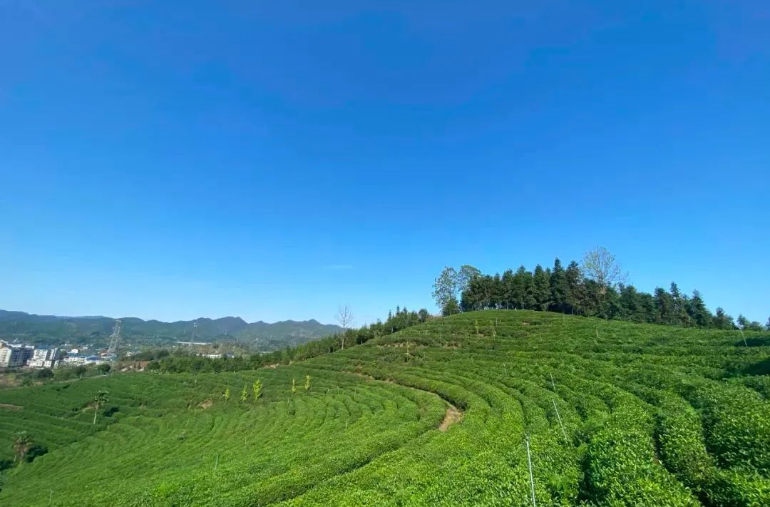 大美中方，生活慢城|趁着阳光正好，不妨来茶园走一走