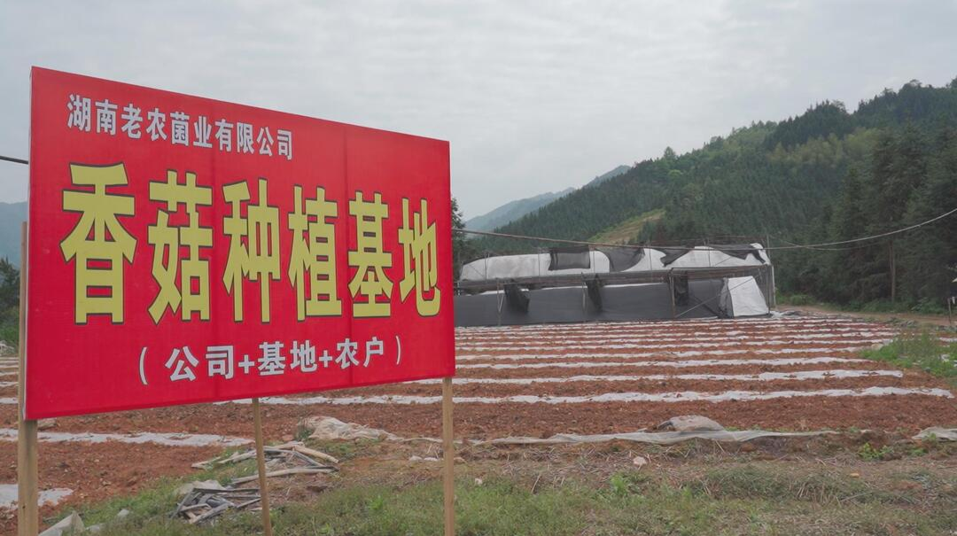 怀化中方县：小香菇撑起村民致富伞