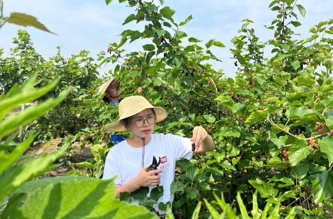 希望的田野｜中方：桑葚成熟采摘忙 乐了游客富农户