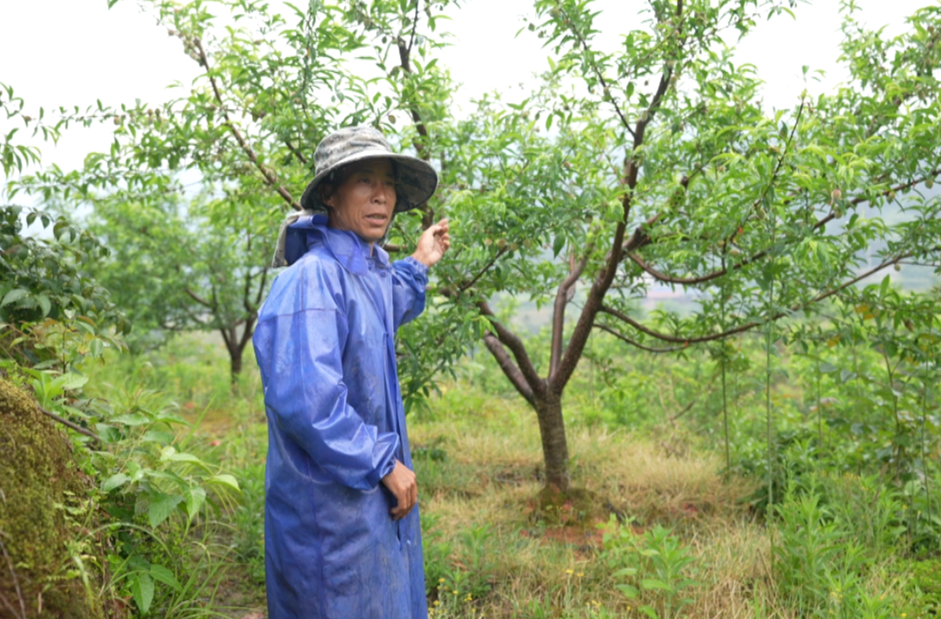 希望的田野|中方铁坡：藏在深山里的“大果王”