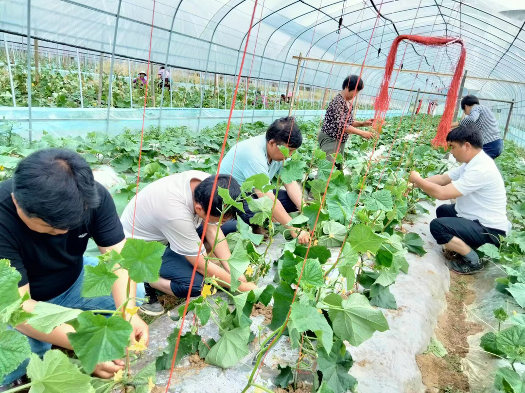 新建村大棚蔬菜种植基地“开花结果”