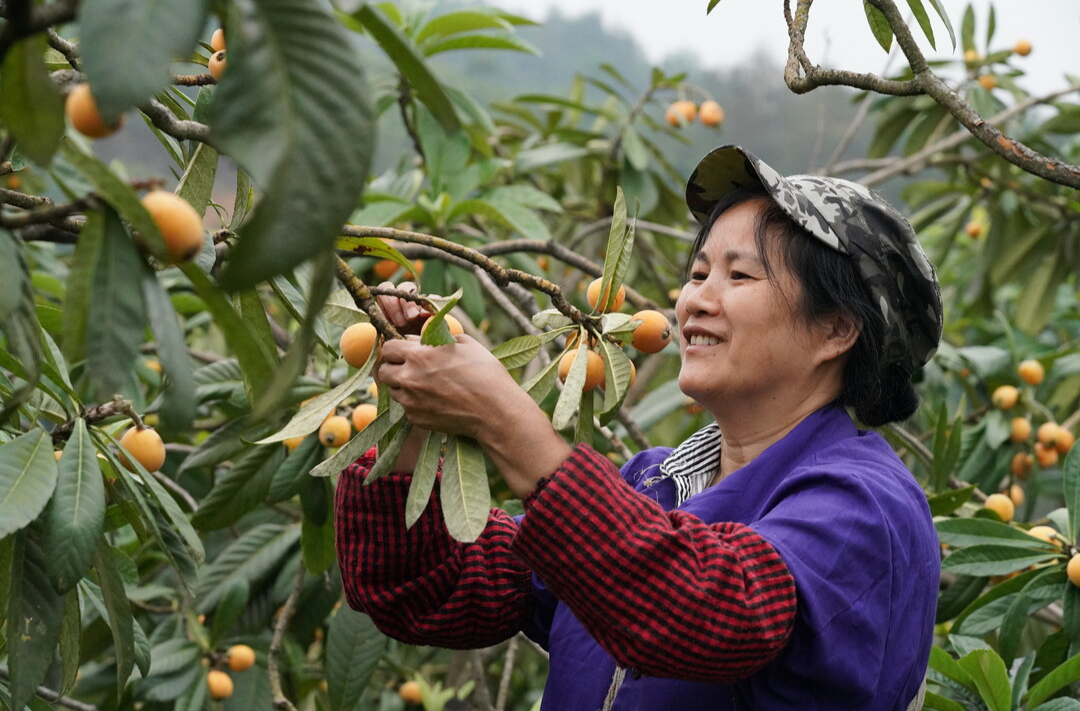 中方铜鼎村：15万斤“大五星枇杷”丰收啦！