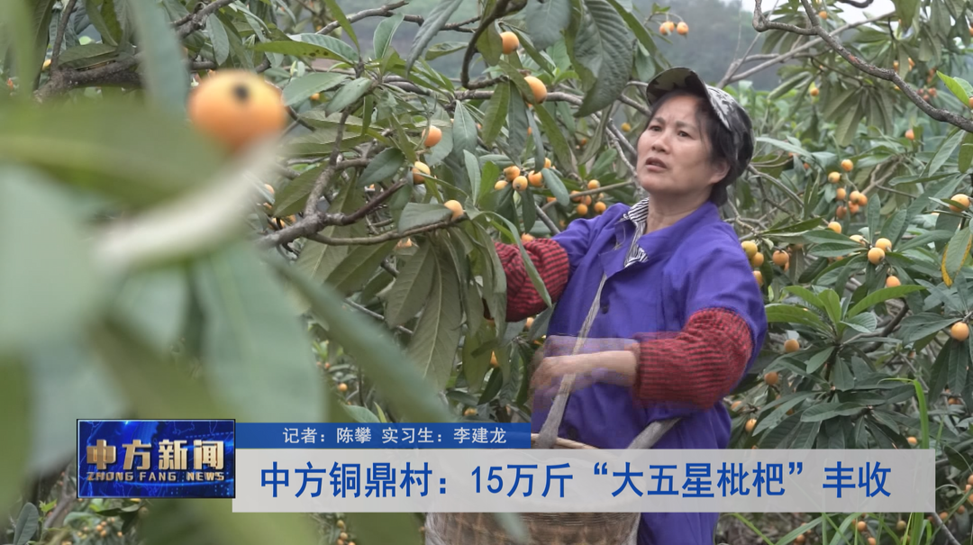 中方铜鼎村：15万斤“大五星枇杷”丰收