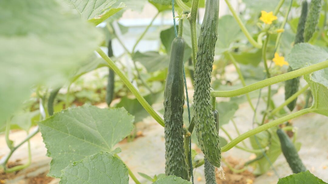 希望的田野|中方新建：蔬菜大棚种出致富好前景