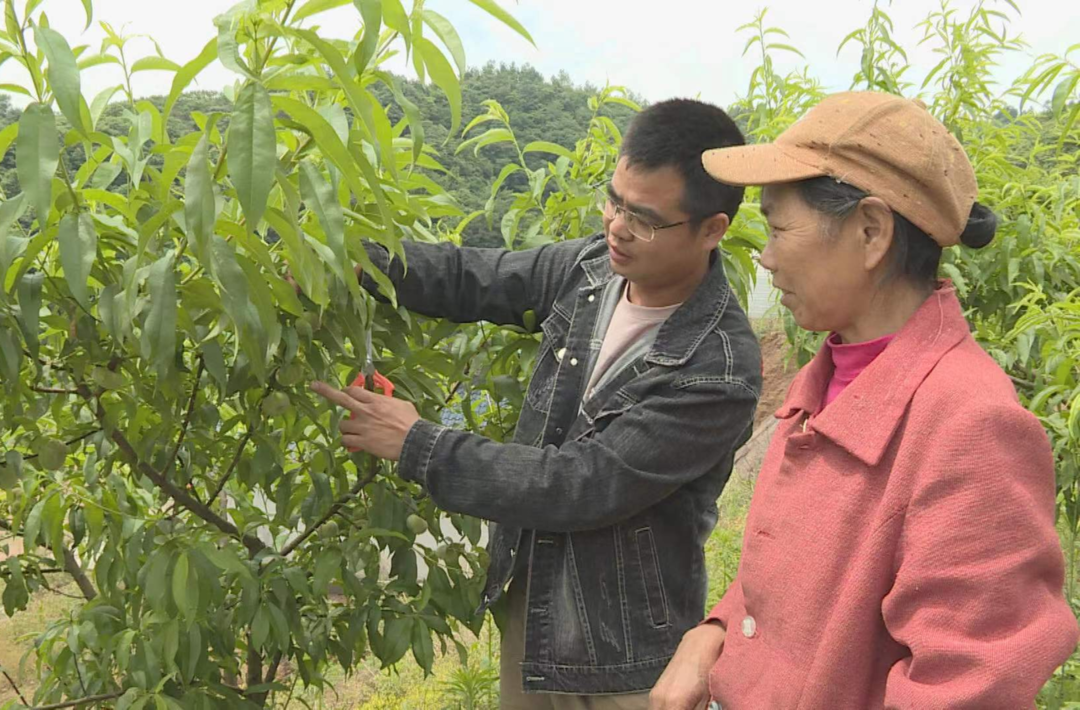 希望的田野|中方：桃子抢“鲜”上市 助农增收致富