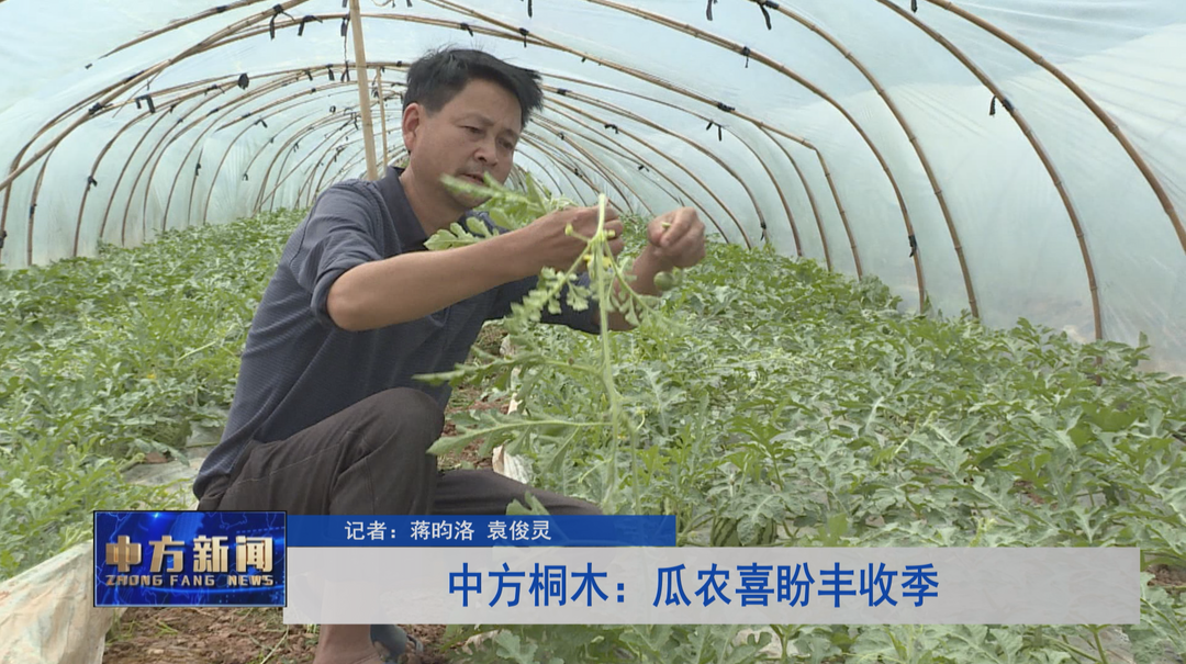 中方桐木：瓜农喜盼丰收季