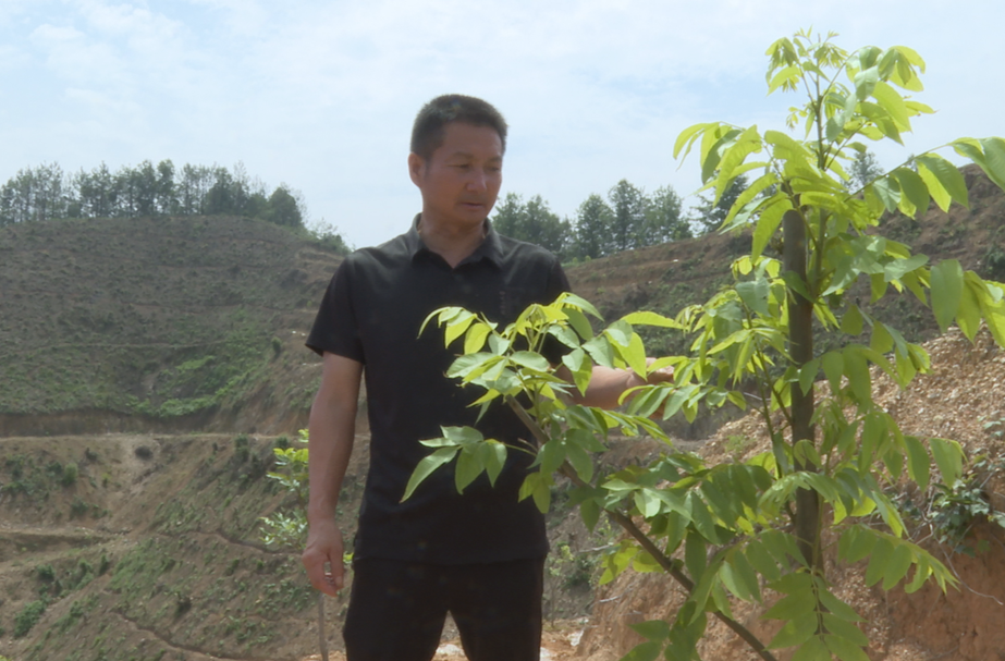 希望的田野|特殊核桃树 种下增收路