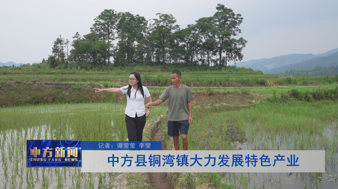 中方县铜湾镇大力发展特色产业